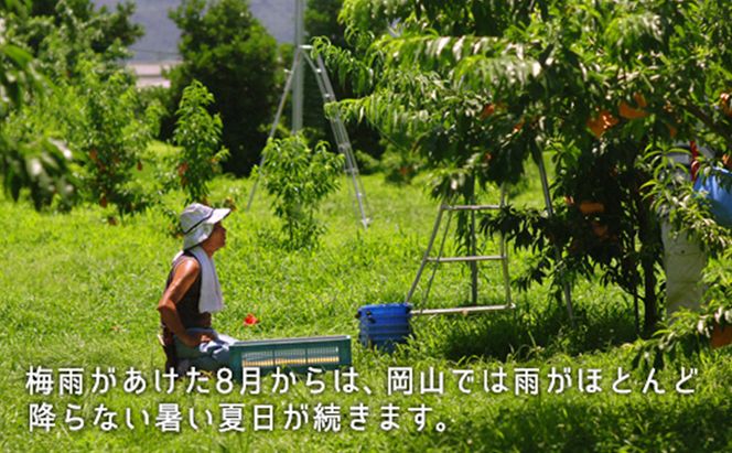 桃 2026年 先行予約 白桃 晩生種 約1.3kg 5～6玉 もも モモ 岡山県産 国産 フルーツ 果物 ギフト 