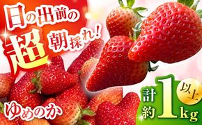 【2026年1月中旬〜発送】【数量限定】いちご「ゆめのか」 約260g × 4P / イチゴ 苺 フルーツ 果物 産地直送 朝摘み / 南島原市 / O' Berry![SGA001]