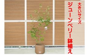 ガーデニング 鉢植え ジューンベリー 大きいサイズ ラウンド 33cmチョコ色 配送不可 北海道 沖縄 離島 苗木 庭 玄関先 ベランダ 植物 インテリア グリーンアイテム 白い花 赤い果実 果樹 耐寒性 耐暑性 テラコッタ鉢 