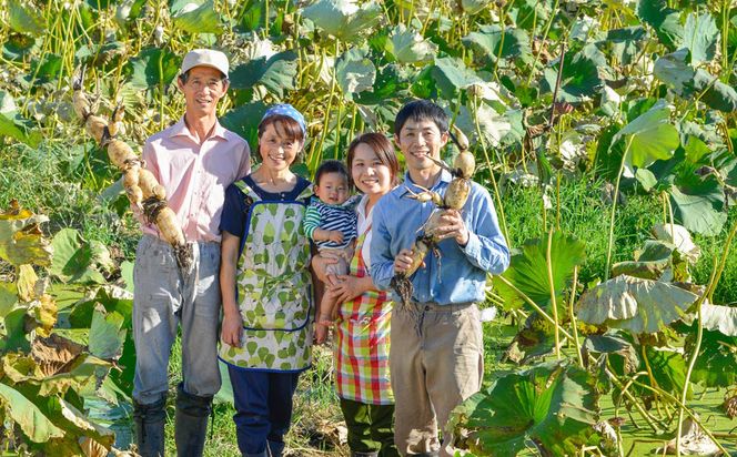 鈴木農園の新物れんこん ご家庭用・使い勝手よし 2kg 炒め物、サラダ、付け合わせに