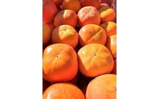 【2026年発送分予約】 【ご家庭用わけあり】和歌山秋の味覚　平核無柿（ひらたねなしがき） 約7.5㎏　※2026年10月上旬頃〜11月上旬頃に順次発送（お届け日指定不可）【uot718A】