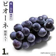 【 桐箱入り 】ピオーネ（ ぶどう ） 1房 【2026年8月から発送開始】（茨城県共通返礼品 [ぶどう]：結城市産）  ぶどう ピオーネ 果物 フルーツ 季節 旬 [BI393-NT]