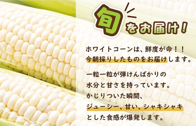 099H4021 【先行予約】朝採り ホワイトコーン 8本セット【とうもろこし 農家直送 新鮮 野菜 やさい 期間限定】