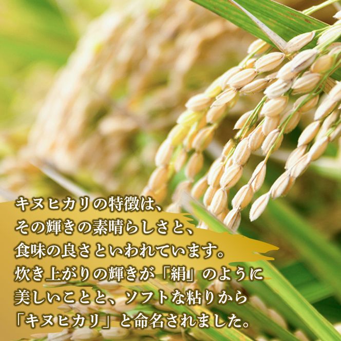 淡路日の出農協 淡路島のキヌヒカリ10kg　白米 お米
