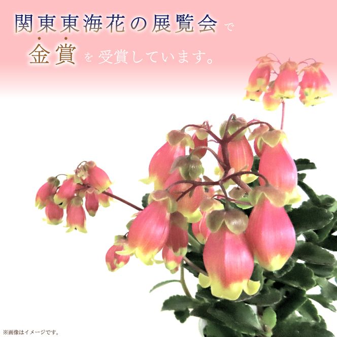 【2026年2月より順次発送】須貝花園 カランコエ 2鉢(5号鉢)｜カランコエ 花 多肉植物 季節の花 須貝花園 先行予約 茨城県 行方市(C-15)