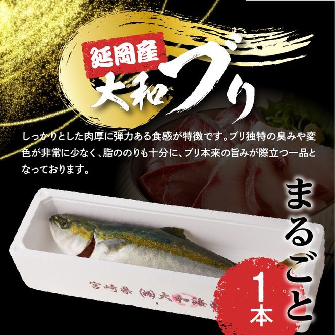 【10月～2月発送!!】まるごと一本！大和ブリ内臓処理済み刺身ぶりしゃぶ煮物 N072-YC630