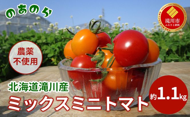 【2026年産先行受付】【栽培期間中 農薬不使用 】 北海道 滝川市 産 ミックス ミニトマト 約1.1kg （2026年7月中旬発送） トマト 野菜 やさい みにとまと