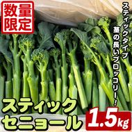 ＜先行予約受付中！2026年5月以降順次発送予定＞ スティックセニョール (1.5kg) 国産 鹿児島県産 阿久根市産 ブロッコリー 野菜 サラダ お弁当 ピクニック 産地直送 茎ブロッコリー 肉巻き 数量限定 期間限定 【うとさんち】akn067-25