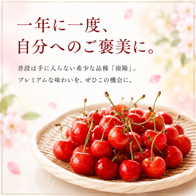 2027年発送 北海道 仁木町産 さくらんぼ 南陽 600g(300g×2パック)　Lサイズ以上 旬 桜桃 産地直送 サクランボ チェリー フルーツ 果物 果物類  仁木町 仁木 [松山商店]