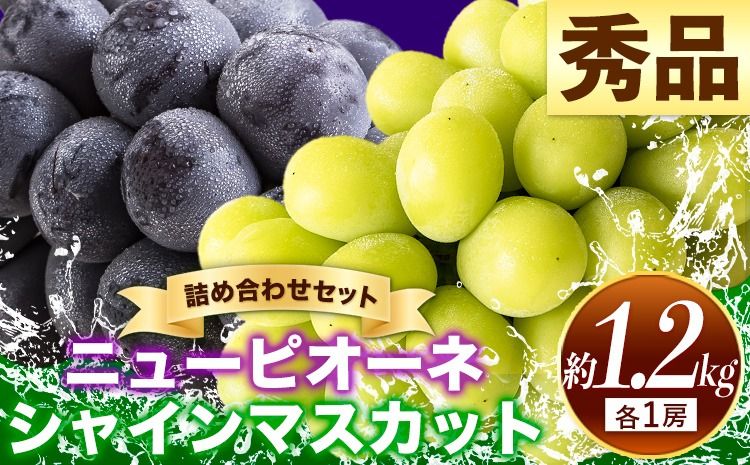 岡山県産 秀品 シャインマスカット ニューピオーネ 詰め合わせ 約1.2kg 2房 葡萄 果物 厳選出荷 スイーツ フルーツ デザート 岡山県 笠岡市[9月中旬〜11月上旬頃に出荷予定(土日祝除く)]数量限定 秋旬 種なしぶどう---kasaoka_zsy_38_12---