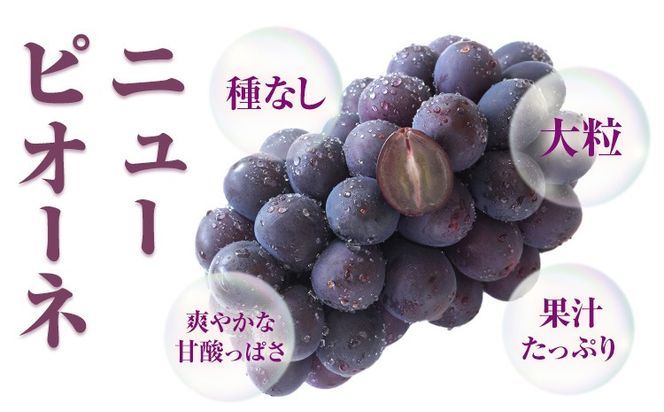 【ふるさと納税】【先行予約】 岡山県産 ニューピオーネ 2房 480g以上 露地栽培 有限会社ホーティカルチャー神島《9月中旬-10月下旬頃出荷》岡山県 笠岡市 葡萄 果物 厳選出荷 スイーツ フルーツ デザート 種なしぶどう【配送不可地域あり】---H-78---