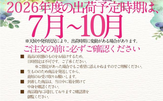 2026年予約受付中【4回定期便】 シャインマスカット 晴王 7月8月9月10月に1回づつ出荷  2房 約1.4kg  人気 岡山県産 種無し 皮ごと食べる みずみずしい  フレッシュ 晴れの国 おかやま 果物大国 ハレノフルーツ