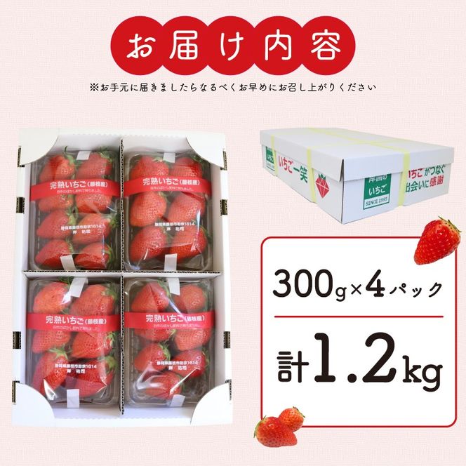 いちご やよい姫 約1.2kg 300g×4パック  完熟 苺 産地 直送 フレッシュ イチゴ 贈答 フルーツ 果物 国産 静岡 静岡県 藤枝市 ふるさと人気 人気いちご ふるさと納税いちご ふるさといちご furusatoいちご おすすめいちご  【 先行予約 : 2026年4月発送予定 】
