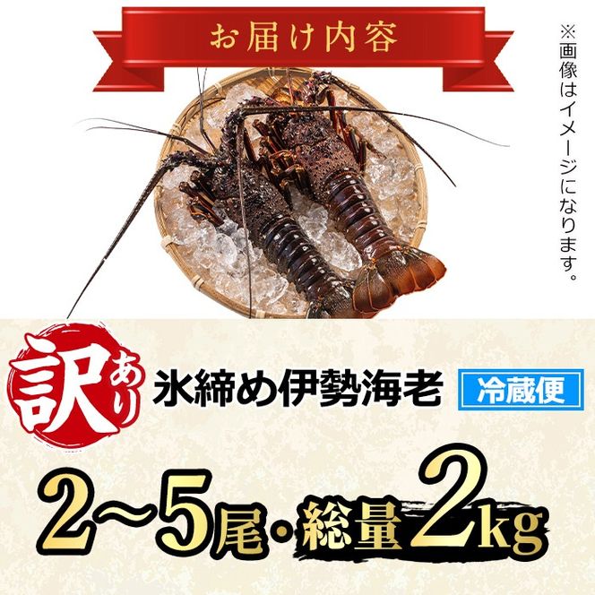 【0683209a】＜訳あり＞朝獲れ発送！鮮魚問屋が厳選した氷締め伊勢海老(2～5尾・総量2kg以上) 伊勢エビ 伊勢えび 刺身 さしみ えび 海老 魚介類 海鮮 刺身 塩焼き 訳あり 訳アリ 【江川商店】