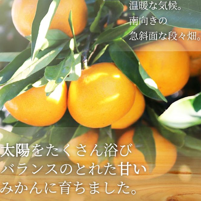 【2027年先行予約】和歌山県産 ネーブルオレンジ 【訳あり 家庭用】3kg サイズ混合【まごころ手選別】_ZE6443