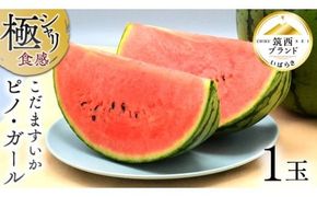 【 JA北つくば 】 極シャリ食感 ！ こだますいか 「 ピノ・ガール 」 1玉 2026年産 小玉すいか 小玉 すいか スイカ 果物 フルーツ ピノガール 西瓜 くだもの デザート 茨城 [AE058ci]