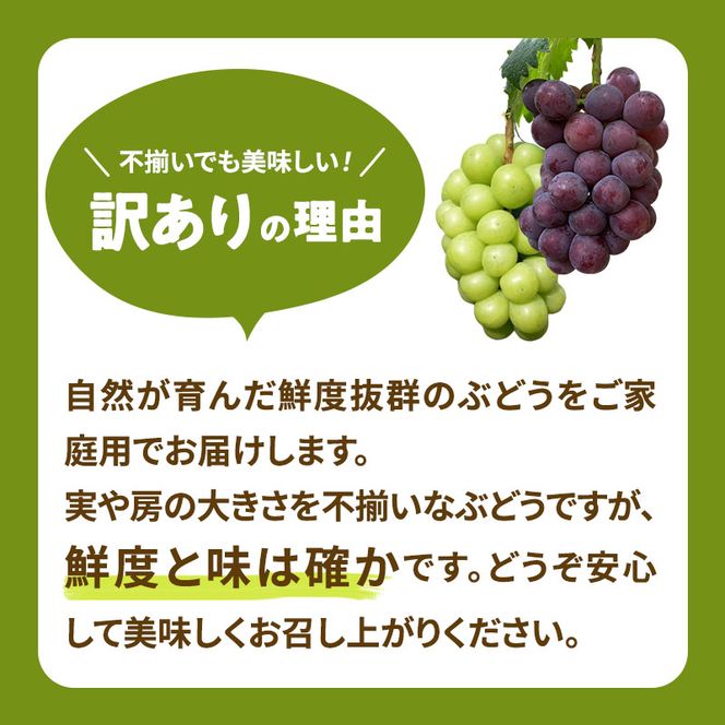 訳あり シャインマスカット 満杯詰め 約4kg以上 ご家庭用 辻葡萄園 ぶどう 葡萄 フルーツ 果物 岡山県産 岡山のぶどう 食後 デザート おやつ  数量限定