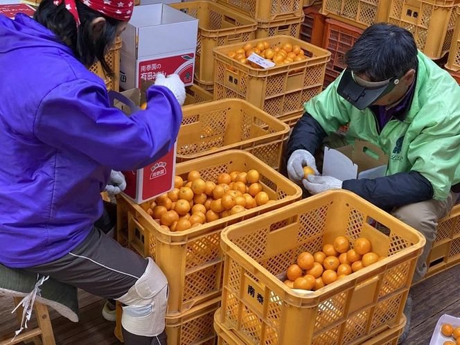 マルチ栽培 有田 みかん 化粧小箱 特秀 M サイズ 20玉入 南泰園 BS665