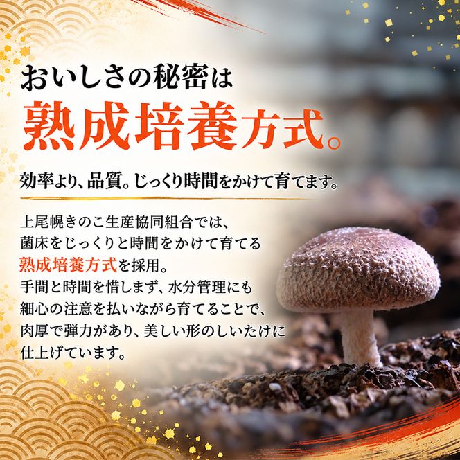 椎茸 北海道 厚岸町 上尾幌 朝どれ 菌床 しいたけ 「極茸」1kg（500g×2