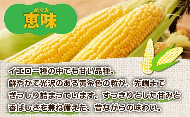 ＜先行予約＞北海道産 とうもろこし 恵味 Lサイズ 20本 | トウモロコシ とうきび コーン スイートコーン 国産 野菜 人気 ふじいファーム