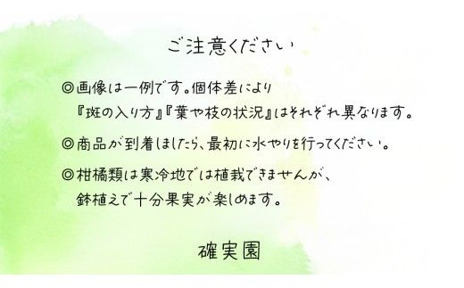 温州 みかん の 苗  8号ポット 1点 苗木 庭木 果樹 ガーデニング 家庭菜園 園芸 鉢植え 庭木 果物 くだもの  観葉植物 インテリア 植木鉢 [BG022us]
