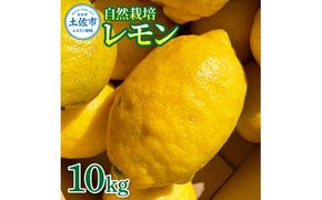 【先行予約】自然栽培レモン 10kg 〈2026年9月1日～2027年4月30日発送〉10キロ レモン 檸檬 れもん 自然栽培 柑橘類 柑橘 フルーツ 果物 くだもの レモネード 塩レモン はちみつレモン レモンスカッシュ【有限会社四万十くじら】