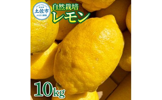 【先行予約】自然栽培レモン 10kg 〈2026年9月1日～2027年4月30日発送〉10キロ レモン 檸檬 れもん 自然栽培 柑橘類 柑橘 フルーツ 果物 くだもの レモネード 塩レモン はちみつレモン レモンスカッシュ【有限会社四万十くじら】