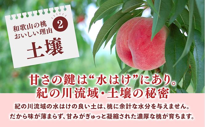 桃先行受付!　【川中島白桃】　(大玉特秀品)　約2kg　6～9個入　こだわり農家厳選!