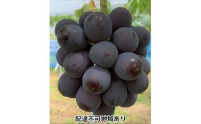 ぶどう 2026年 先行予約 ニュー ピオーネ 2房 合計1.2kg以上 ブドウ 葡萄  岡山県産 国産 フルーツ 果物 ギフト 河本農園 