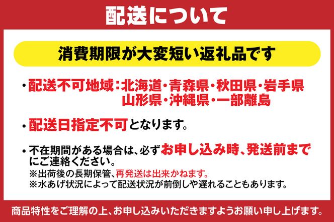 【先行予約】《数量限定》【松葉がに 最高グレード 香住産 タグ付き 活 約1.1kg 】【令和8年11月中旬以降発送予定】 カニの本場 番がに 新鮮 国産 刺身 しゃぶしゃぶ 焼きガニ 鍋 カニ鍋 かにすき 脚 足 爪 身 肩 ランキング 大人気 兵庫県 香美町 香住 柴山 柴山港 ズワイガニ 日本海フーズ 07-06