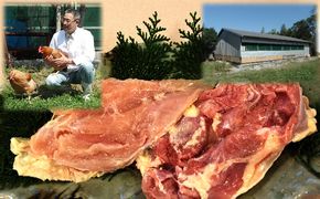 神代の味 奥美濃古地鶏肉セット お肉 モモ むね肉 もも肉 冷凍 オレイン酸 まろやか 