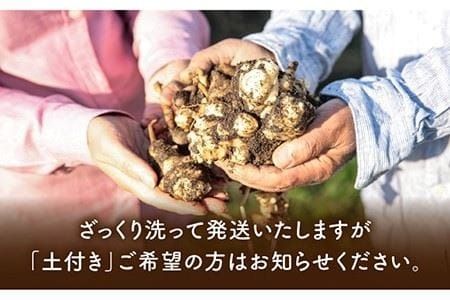 【先行予約】 糸島産 菊芋 20kg 自然栽培 【2024年11月以降順次発送】 糸島市 / 大石ファーム [ATE010]