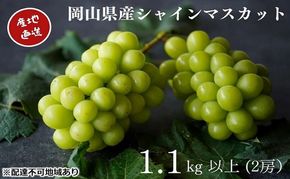 厳選 シャインマスカット 2房 合計1.1kg以上 産地直送 朝採れ ぶどう 葡萄 Kawahara Green Farm 岡山県産 2026年 先行予約
