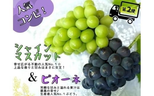 【産地直送】 ※2026年の予約です！※ 岡山 シャインマスカット ＆ マイハート 入り！新鮮 ぶどう 定期便 ×４回コース【2026年9月下旬～】離島不可 / 葡萄 ブドウ 果物 フルーツ マスカット ピオーネ 瀬戸ジャイアンツ 新鮮 当日出荷 林ファミリー 真庭市【hfbd-tkb008-02】