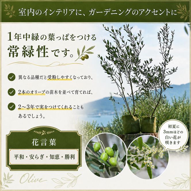 【 小豆島 】小豆島のオリーブ苗木　2本セット　（特大） 地域のお礼の品 