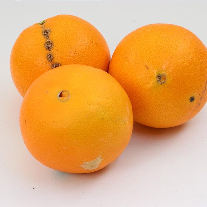 ＜2月より発送＞家庭用 ネーブルオレンジ2.5kg+250g（傷み補償分）｜訳あり・わけあり【光センサー選別】