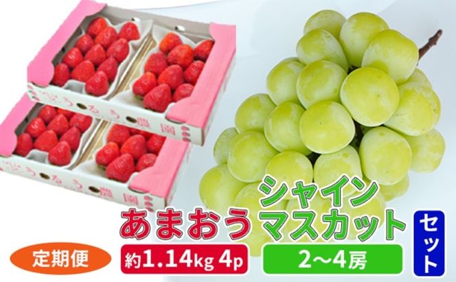 定期便 2回 2027年 いちご シャインマスカット セット あまおう スタンダード 4パック 約1.14kg シャインマスカット 2～4房 約1.2kg 配送不可 離島 フルーツ 