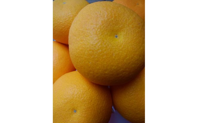 ≪ご褒美ふるーつ≫「完熟ハッサク」約3.8kg【2027年3月上旬頃お届け】 372013_MD015