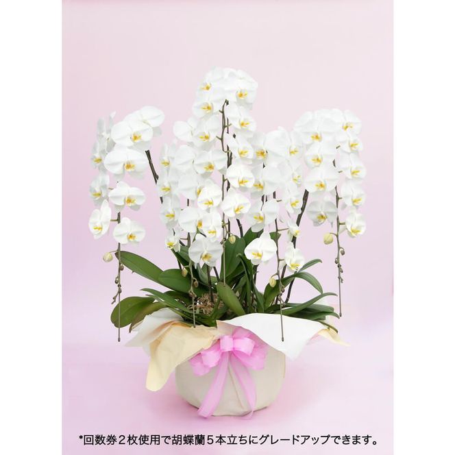 《お花の回数券シリーズ》トップフローリスト厳選の胡蝶蘭３本立ちの回数券×５枚| 花 花束 胡蝶蘭 記念 サプライズ ギフト プレゼント 神奈川県 小田原市  142069_BN021