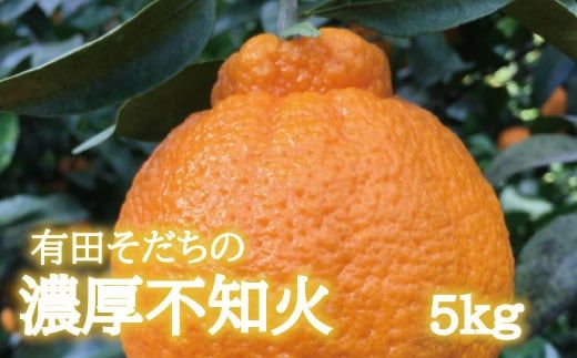 有田育ちの濃厚不知火(家庭用)(通称デコポン) 5kg+200g(傷み補償分) ※2027年1月下旬～3月下旬に順次発送 ※北海道・沖縄・その他離島地域は発送不可【ard010-c-5B】