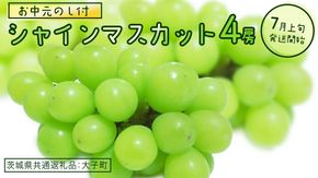 【 お中元 熨斗付き】 シャインマスカット ４房 【2026年7月上旬発送開始】(茨城県共通返礼品：大子町) ぶどう 葡萄 ブドウ マスカット フルーツ 果物 贈答用 ギフト 贈り物