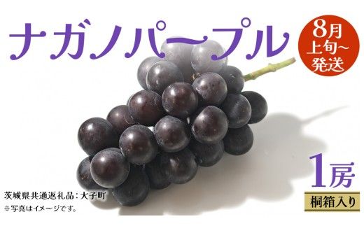 【 桐箱入り 】 ナガノパープル 1房 【2026年8月上旬発送開始】(茨城県共通返礼品：大子町) ぶどう 葡萄 ブドウ 果物 フルーツ 果物 贈答用 ギフト 贈り物