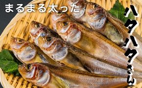 丸々太ったハタハタさん。ハタハタ 一夜干し 丸干し お取り寄せ 産地直送 食品 食べ物 おつまみ 魚貝類 干物 贈り物 プレゼント 家庭用 【※2025年4月中旬～順次発送】 