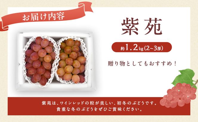 ぶどう 2027年 先行予約 紫苑 2～3房 約1.2kg ブドウ 葡萄 岡山県産 国産 フルーツ 果物 直送！せとうちバスケット