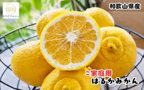 【先行予約】【人気柑橘】 有田育ちの はるか みかん（訳あり 家庭用）約5kg+200g(傷み補償分) ※2027年1月下旬～3月下旬に順次発送 ※着日指定不可【ard156B】