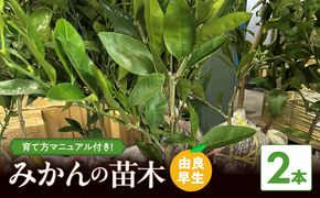 ZE6495_みかん 苗木　【由良早生】 2本