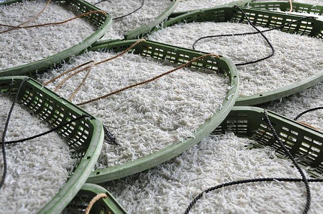 ふるさと特鮮釜揚げしらす 450g【紙箱】｜しらす 魚 鮮魚 減塩 採れたて 国産 お米 ご飯 ごはん  丼 ※北海道・沖縄・離島へのお届け不可 ※年末年始のお届け不可