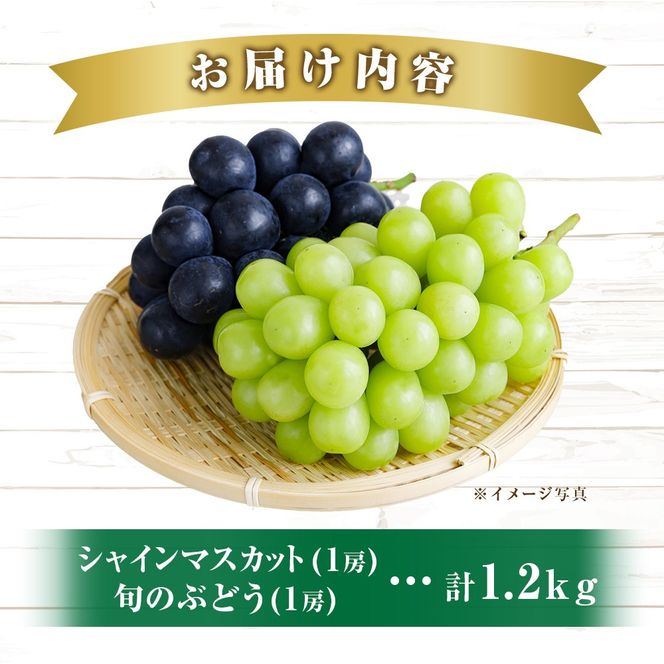 【先行受付・産直もぎたて】摘みたてシャインマスカットと旬のぶどう 1.2㎏程度（国産 フルーツ 果物 くだもの ブドウ シャインマスカット 2025 先行受付 贈答用 限定）
