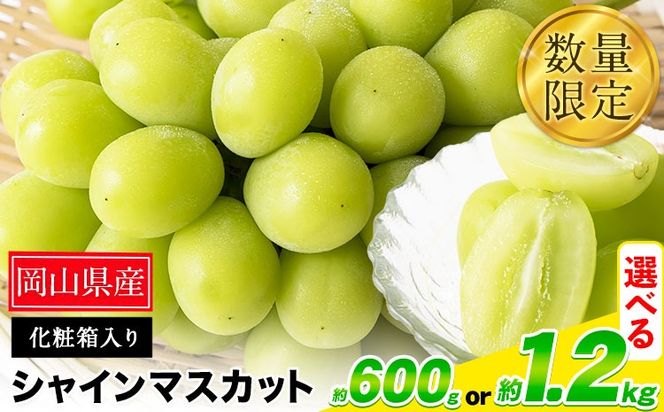 岡山県産 秀品シャインマスカット 約600g or 約1.2kg 1房 2房 葡萄 果物 秀品 厳選出荷 スイーツ フルーツ デザート 岡山県 笠岡市《9月上旬-11月上旬頃出荷》数量限定 種なしぶどう---kasaoka_zsy_34_06---