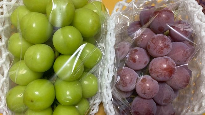 【定期便】ぶどう 品種ランダム2房セット【2026年8月から3か月連続で発送】（茨城県共通返礼品 [ぶどう]：結城市産）  ブドウ 葡萄 果物 フルーツ 茨城県産 [BI432-NT]